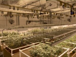 Lift N Grow overhead cannabis system