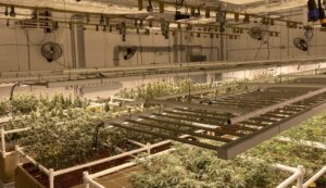 Grow light for your cannabis grow room